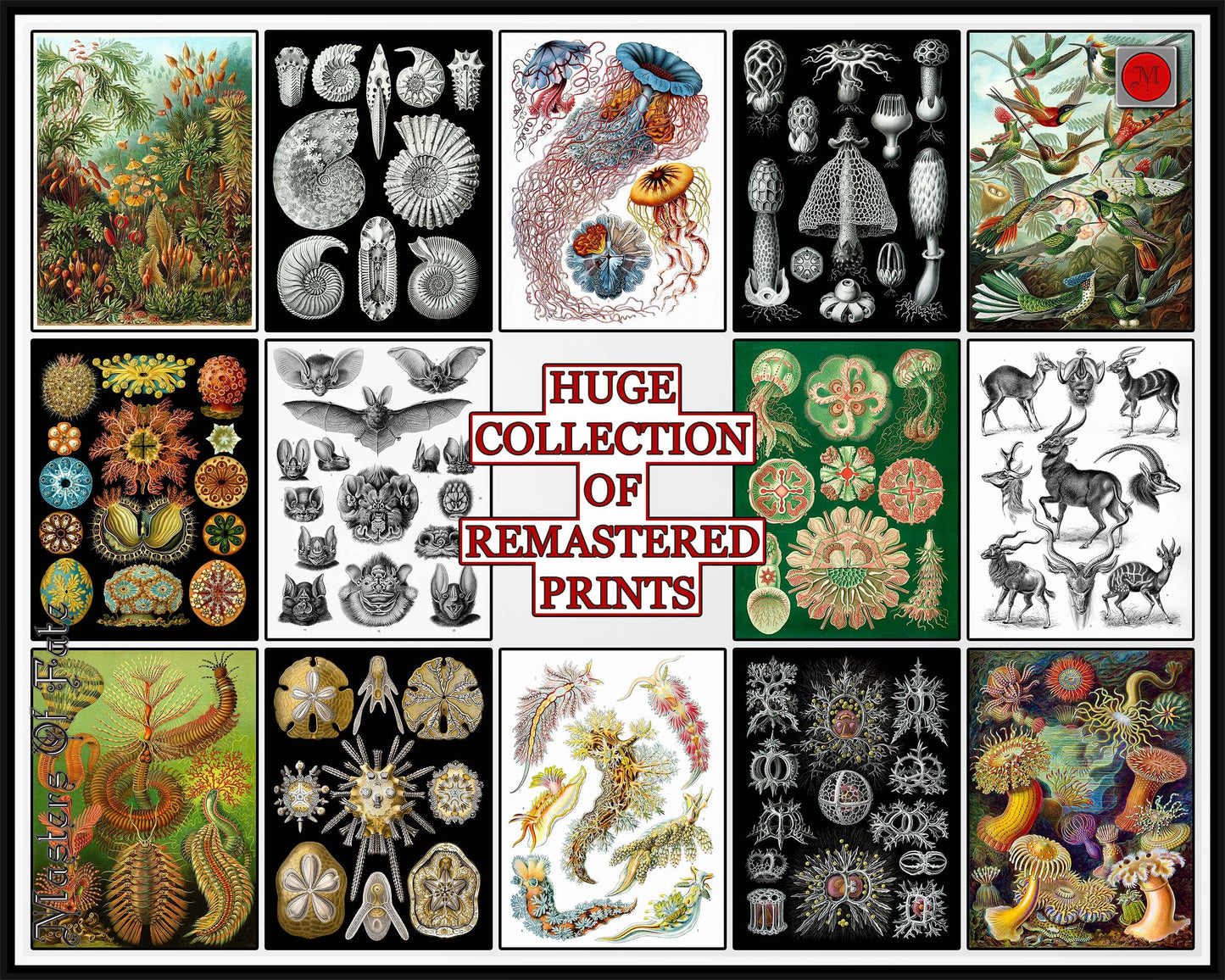 Ernst Haeckel Mushroom Fungi Science Illustration Print REMASTERED