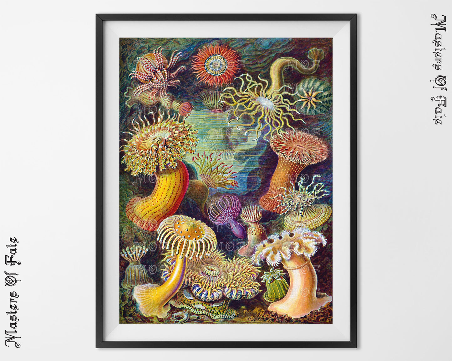 Ernst Haeckel Coral Ocean Life Biology Print REMASTERED