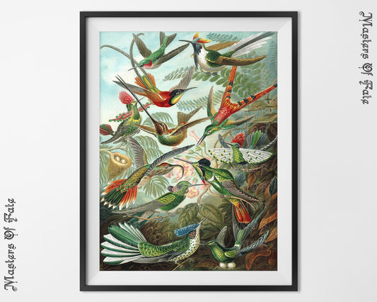 Ernst Haeckel Vintage Bird Nature Illustration Poster REMASTERED