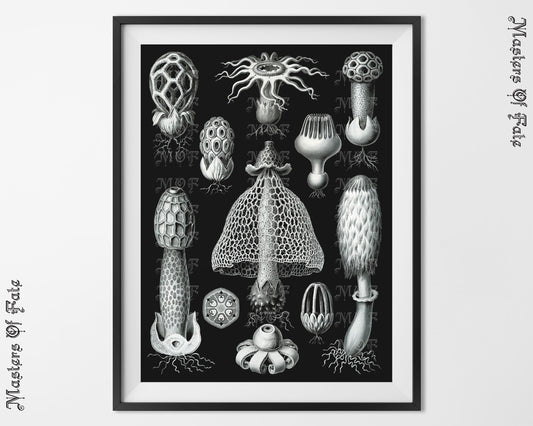 Ernst Haeckel Mushrooms Biology Illustration Vintage Science Poster REMASTERED