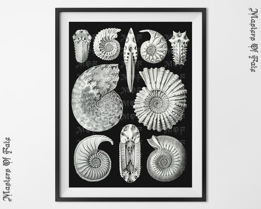 Ernst Haeckel Fossil Science Illustration Vintage Biology Print REMASTERED