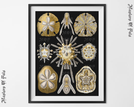 Ernst Haeckel Sea Fossil Sand Dollar Science Illustration REMASTERED