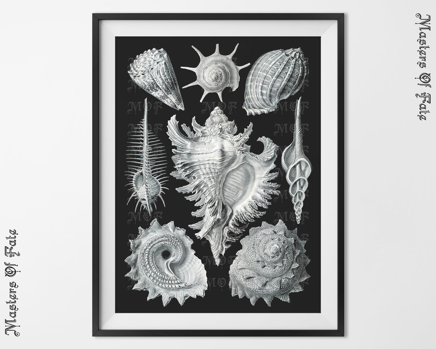Ernst Haeckel Sea Shell Vintage Illustration 1800s REMASTERED