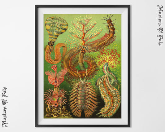 Ernst Haeckel Vintage Sea Creature Centipede Illustration Poster REMASTERED
