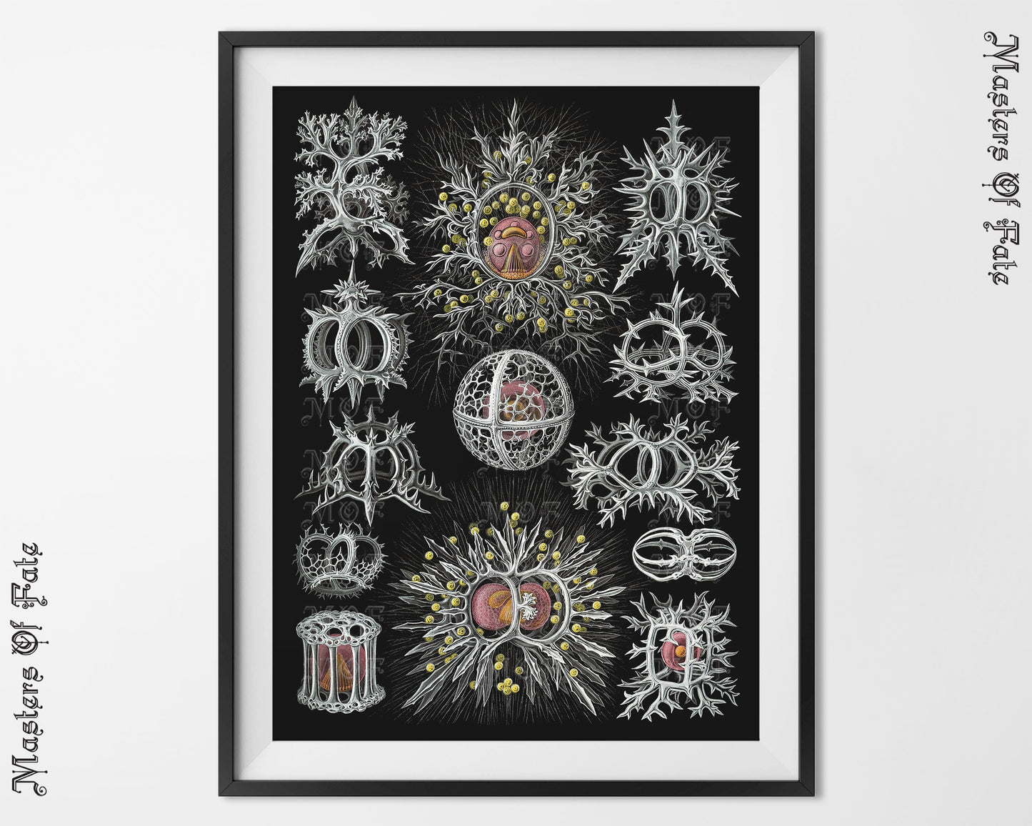 Ernst Haeckel Sea Creature Illustration Ocean Poster REMASTERED
