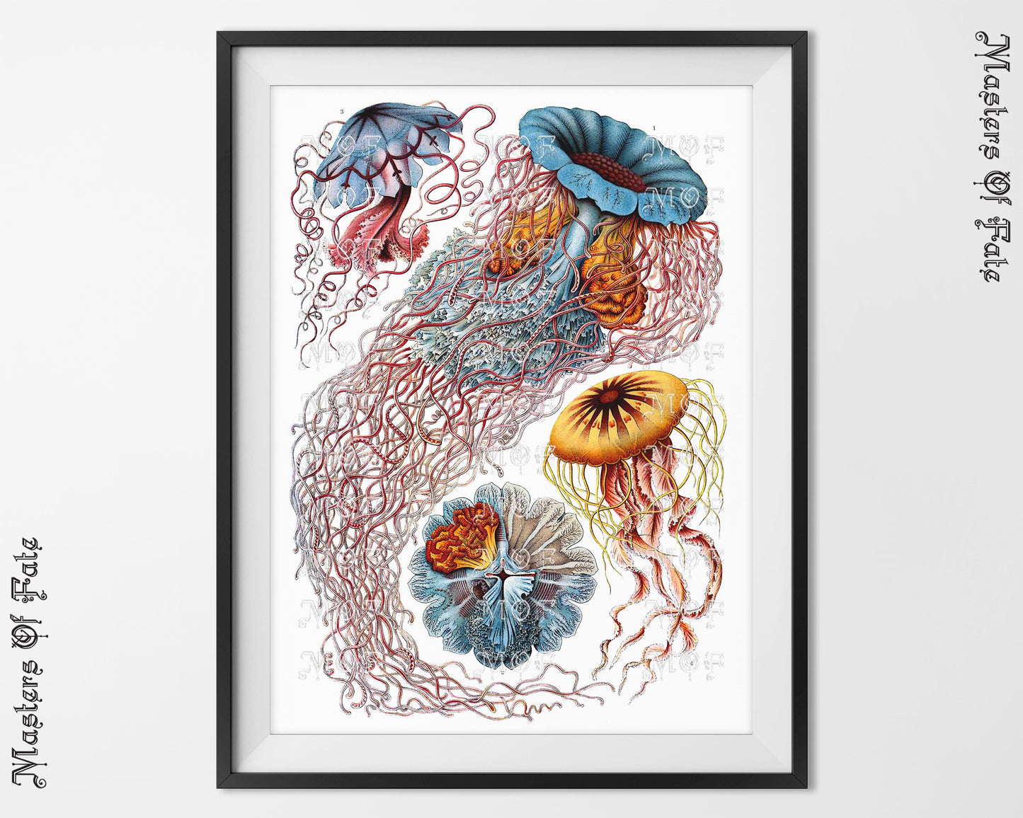 Ernst Haeckel Jellyfish Science Illustration Poster REMASTERED