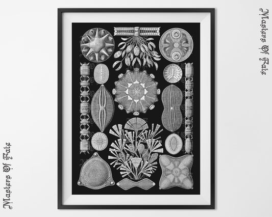 Ernst Haeckel Mushroom Illustration Fungi Biology Poster REMASTERED