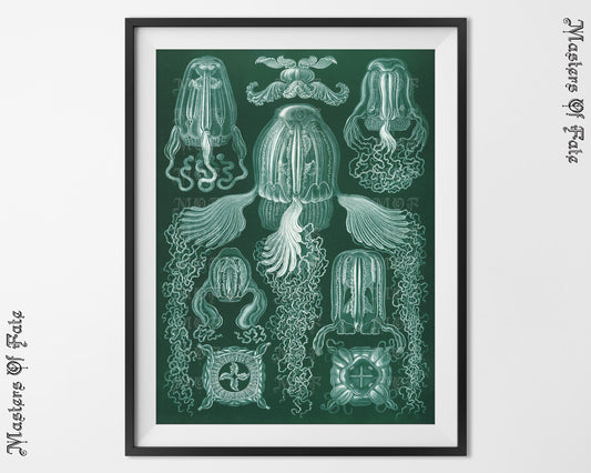 Ernst Haeckel Jellyfish Biology Science Illustration Print REMASTERED