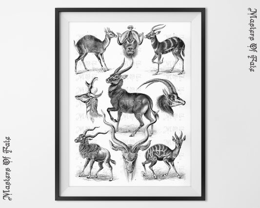 Ernst Haeckel Vintage Antelope Deer Nature Illustration REMASTERED