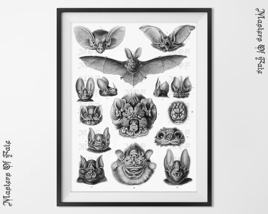 Ernst Haeckel Vintage Bat Science Illustration Print REMASTERED