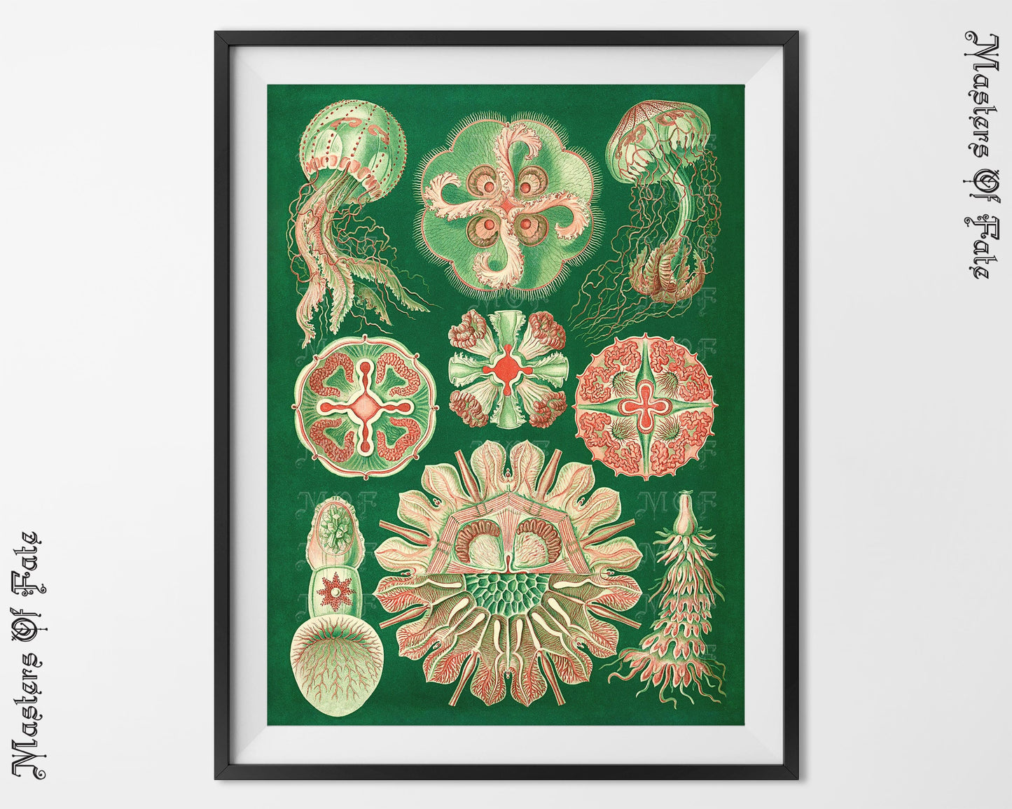 Ernst Haeckel Jellyfish Green Science Illustration REMASTERED