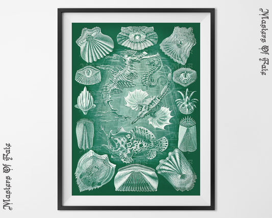 Ernst Haeckel Fish Sea Horse Science Illustration Poster REMASTERED