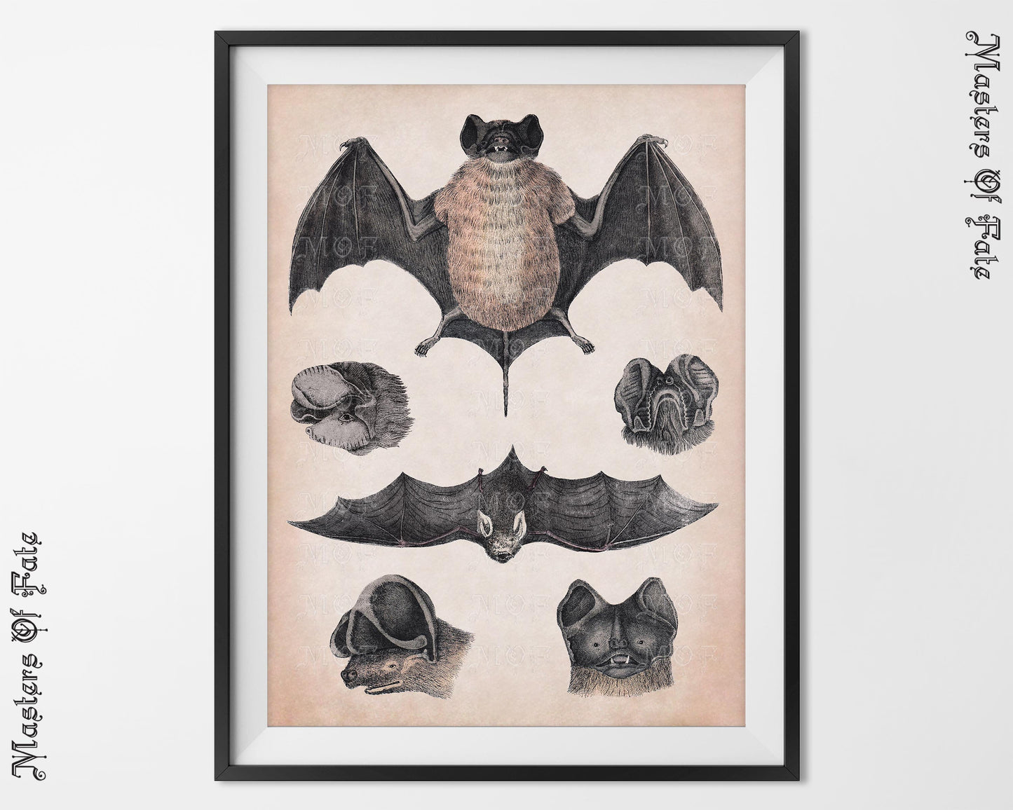 Bats Vintage Science Illustration Poster Print REMASTERED