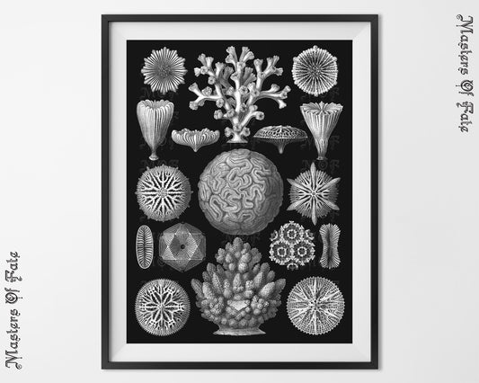 Ernst Haeckel Mushroom Fungi Science Illustration Print REMASTERED