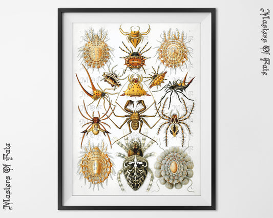 Ernst Haeckel Vintage Spider Illustration Tarantula Poster REMASTERED